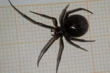 echte Webspinnen kaufen und verkaufen Foto: Steatoda grossa(false black widow)