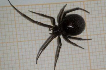 other spiders kaufen und verkaufen Photo: Steatoda grossa(false black widow) other spiders kaufen und verkaufen Photo: Steatoda grossa(false black widow)