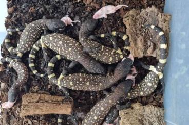 Lizards kaufen und verkaufen Photo: Heloderma exasperatum, Sceloporus cyanogenys, Tarentola deserti