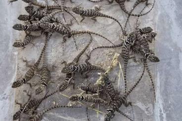 Echsen kaufen und verkaufen Foto: Sceloporus cyanogenys blauer Stachelleguan Echsen kaufen und verkaufen Foto: Sceloporus cyanogenys blauer Stachelleguan