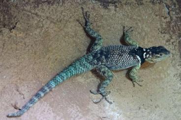 Echsen  kaufen und verkaufen Foto: Sceloporus cyanogenys blauer Stachelleguan