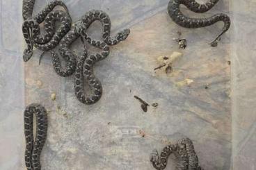 Giftschlangen kaufen und verkaufen Foto: Montivipera xanthina - Lykia - Kleinasiatische Bergotter