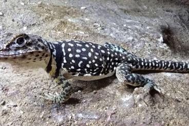 Lizards kaufen und verkaufen Photo: Crotaphytus collaris 0,1 adult
