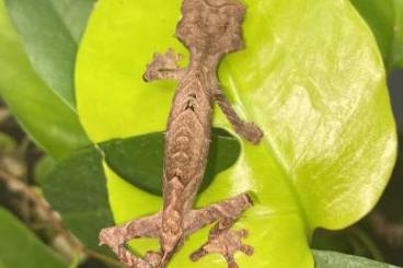 Geckos kaufen und verkaufen Foto: RESERVIERT 1.0 Uroplatus ebenaui (Pfeilschwanzgecko)