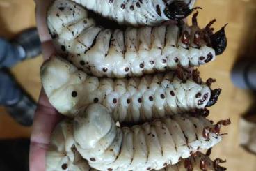 Insekten kaufen und verkaufen Foto: Goliathus goliatus larvas