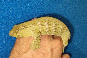 Geckos kaufen und verkaufen Foto: Rhacodactylus leachianus île des pins