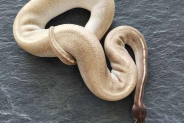 Königspythons kaufen und verkaufen Foto: 1.0 Black Head, Mojave, Pastel, Phanton