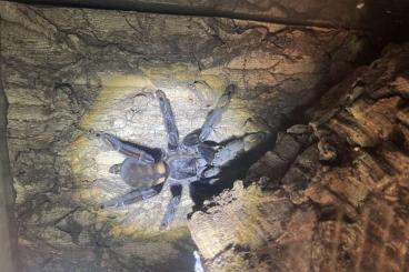 Vogelspinnen kaufen und verkaufen Foto: Psalmopoeus irminia adult Weibchen 