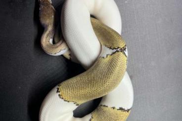 Königspythons kaufen und verkaufen Foto: 1.0 Mojave Pied abzugeben Königspythons kaufen und verkaufen Foto: 1.0 Mojave Pied abzugeben