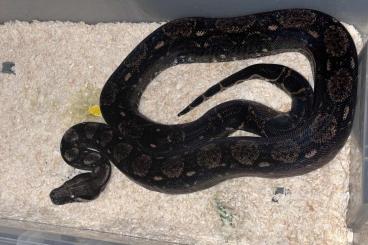 Boas kaufen und verkaufen Photo: Boa constrictor imperator Elsalvador Boas kaufen und verkaufen Photo: Boa constrictor imperator Elsalvador