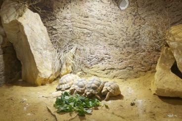 Landschildkröten kaufen und verkaufen Foto: Notabgabe 350 Euro: Testudo Kleinmanni Männchen suchen zuhause