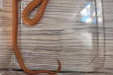 Colubrids kaufen und verkaufen Photo: Afrikanische Hausschlangen - Lamphrophis 2.3