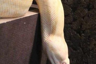 Boas kaufen und verkaufen Foto: Kaiserboa / Boa Constrictor Imperator / Albino mit Terrarium