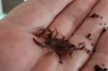 Scorpions kaufen und verkaufen Photo: Heterometrus laoticus Instar 2/3