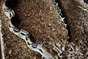 Boas kaufen und verkaufen Photo: Handzahe Boa Constrictor Imperator 