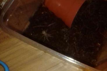 - bird spiders kaufen und verkaufen Photo: Lasiodora klugi sling, riesenvogelspinne