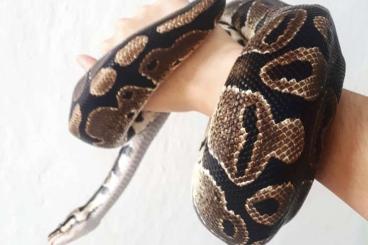 Königspythons kaufen und verkaufen Foto: 6-jähriger Königpython sucht ein neues Zuhause