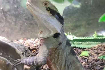 Agamen kaufen und verkaufen Foto: Australische Wasseragamen 