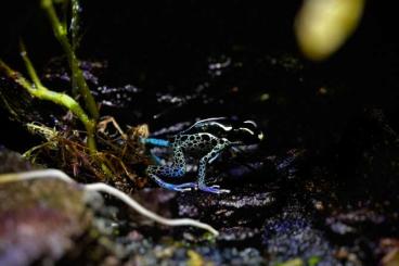 Poison dart frogs kaufen und verkaufen Photo: 1,0 Dendrobates Tinctorius "Graubeiner"
