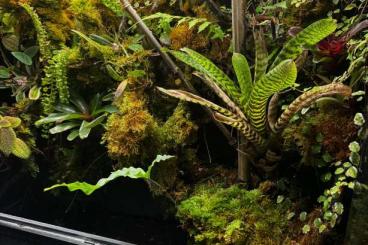 Enclosures kaufen und verkaufen Photo: Spezialpaludarium inkl 1,1 Phelsuma Cepediana Enclosures kaufen und verkaufen Photo: Spezialpaludarium inkl 1,1 Phelsuma Cepediana