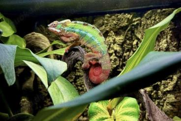 Chamaeleons kaufen und verkaufen Photo: 1,0 Furcifer pardalis ambilobe Chamaeleons kaufen und verkaufen Photo: 1,0 Furcifer pardalis ambilobe