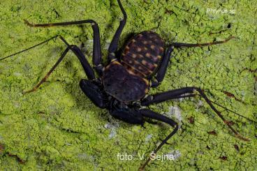 Spinnen und Skorpione kaufen und verkaufen Foto: FOR WEINSTADT - spiders and Amblypigi