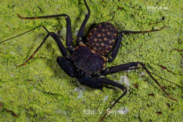 Spiders and Scorpions kaufen und verkaufen Photo: FOR WEINSTADT - spiders and Amblypigi