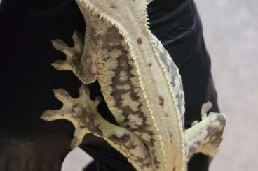 Geckos kaufen und verkaufen Photo: Kronengeckos Zuchtaufgabe Lillywhite / Harlequin / leicht Dot Geckos kaufen und verkaufen Photo: Kronengeckos Zuchtaufgabe Lillywhite / Harlequin / leicht Dot