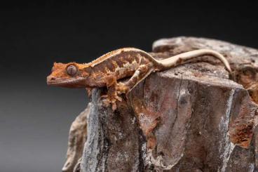 Geckos kaufen und verkaufen Foto: Kronengecko Lilly White & more ÖNZ
