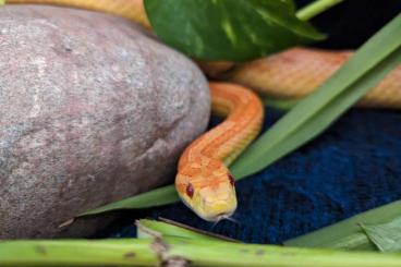 Colubrids kaufen und verkaufen Photo: Hugo der Hungrige sucht neues Zuhause 