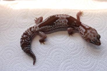 Geckos kaufen und verkaufen Photo: Hemitheconyx caudicinctus - AFT Geckos - Hamm/Houten