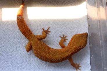 Geckos kaufen und verkaufen Photo: Leopardgeckos - Eublepharis macularius - Males - Männchen