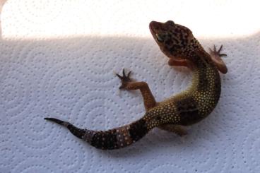 Geckos kaufen und verkaufen Photo: Leopardgeckos - Eublepharis macularius - Females