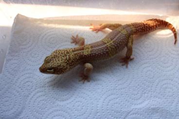 Geckos kaufen und verkaufen Photo: Leopardgeckos - Eublepharis macularius - Black Night Tremper - Lava Br