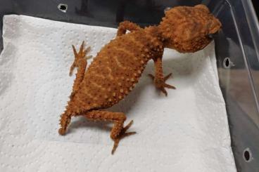 Geckos kaufen und verkaufen Foto: Nephrurus amyae - Pair - Trade possible