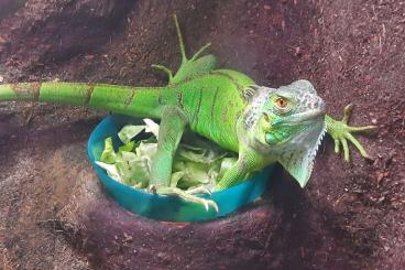 andere Echsen kaufen und verkaufen Photo: 1.0 Iguana Iguana von 2024 andere Echsen kaufen und verkaufen Photo: 1.0 Iguana Iguana von 2024