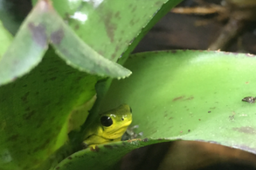 Pfeilgiftfrösche kaufen und verkaufen Foto: Biete Nachzuchten Oophaga pumilio