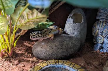 Geckos kaufen und verkaufen Foto:  Leopardgecko Weibchen mit Terrarium