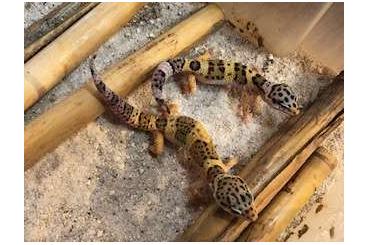 Geckos kaufen und verkaufen Photo: Eublepharis macalarius zu verkaufen