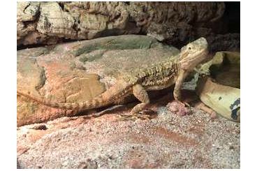 Bearded dragons kaufen und verkaufen Photo: verkaufe pogona henrylawsoni 1.0