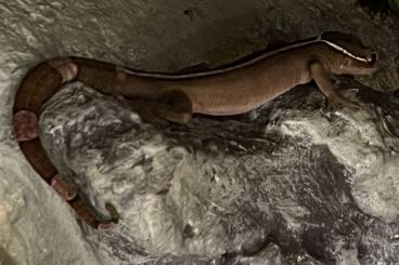 Geckos kaufen und verkaufen Photo: Streifengecko Gekko vittatus