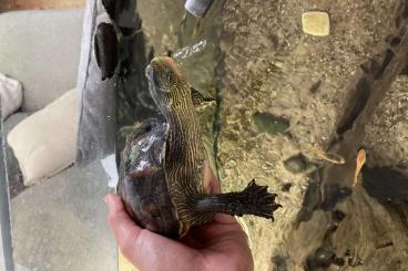Turtles kaufen und verkaufen Photo: Chinesische Streifenschildkröte mit Aquarium & Technik