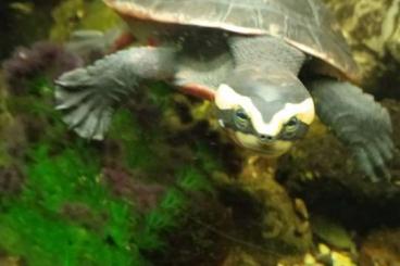 Sumpfschildkröten kaufen und verkaufen Foto: emydura subglobosa, Rotbauch-Spitzkopfschildkröte