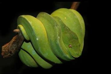 Pythons kaufen und verkaufen Photo: Suche Baumpython (Jungtier)