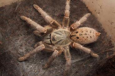 Vogelspinnen kaufen und verkaufen Foto: Male, Female slings and Bulk offert