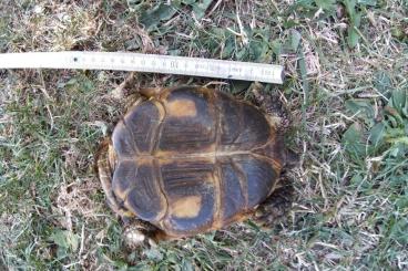 Landschildkröten kaufen und verkaufen Foto: Verkaufe Vierzehenschildkröte
