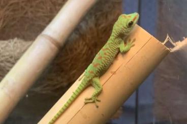 Geckos kaufen und verkaufen Photo: Phelsuma grandis (Geckos)