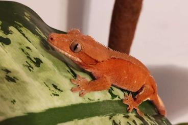 Geckos kaufen und verkaufen Photo: NZ23 Kronengecko - Crested Gecko - Correlophus Ciliatus