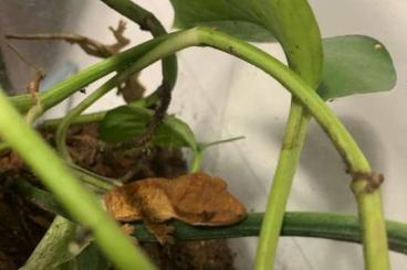 Geckos kaufen und verkaufen Photo: Kronengeckos Jungtiere 3-6 Monate