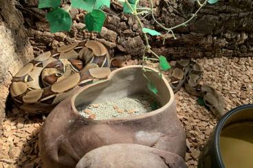 Boas kaufen und verkaufen Photo: Boa Constrictor Imperator 